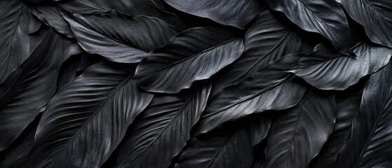 Obraz premium Textures of abstract black leaves for tropical leaf background. Flat lay, dark nature concept, tropical leaf