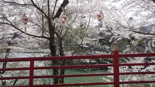 福島県　柳津桜