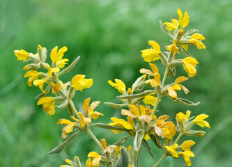 peaceful flowers and natural environment in nature
