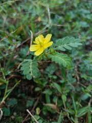 Bindii: A Prickly Invasive Plant