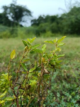 Minthostachys Mollis &ndash; Aromatic Andean Mint Leaves