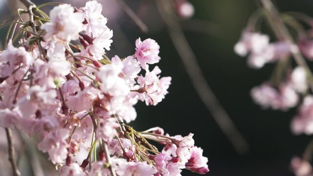 福島県　桜