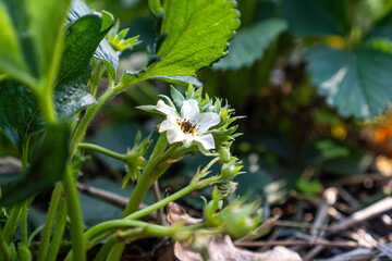 Close-up of frost-damaged strawberry flowers and buds in spring, highlighting blackened blooms and frost effects
