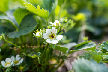 Close-up of frost-damaged strawberry flowers and buds in spring, highlighting blackened blooms and frost effects