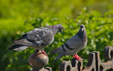 Russia, Sergiev Posad.  Blue pigeons sit on the openwork cast-iron railing on the bridge over the Torgosha River.