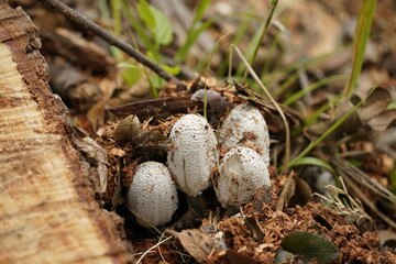 Fungi that looks like a Bird’s Nest