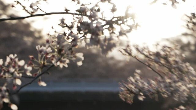 福島県　笹原川千本桜