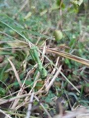 European Mantis: A Graceful Predator in Nature