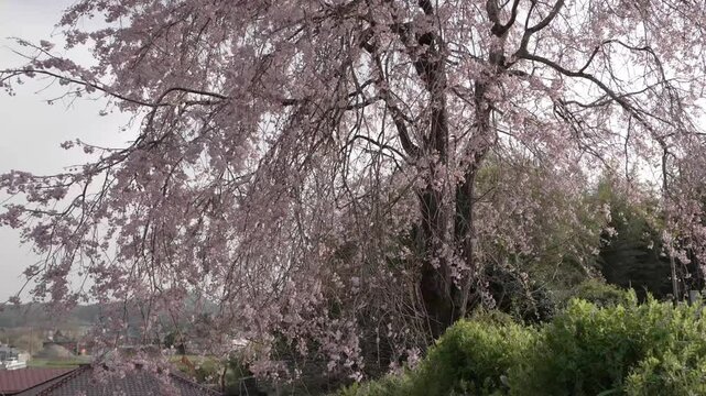 福島県　桜