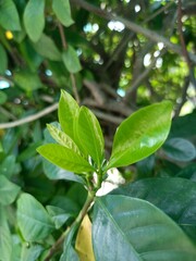 Lush Cape Jasmine Plant with Fragrant Blooms.