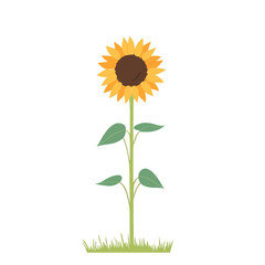  simple vector of A sunflower standing tall against a clear sky.