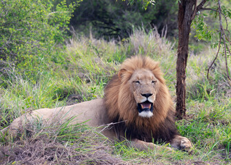 A handsome lion with a large mane rests in the shade of trees on a hot day in Kruger National Park, Mpumalanga Province, South Africa.