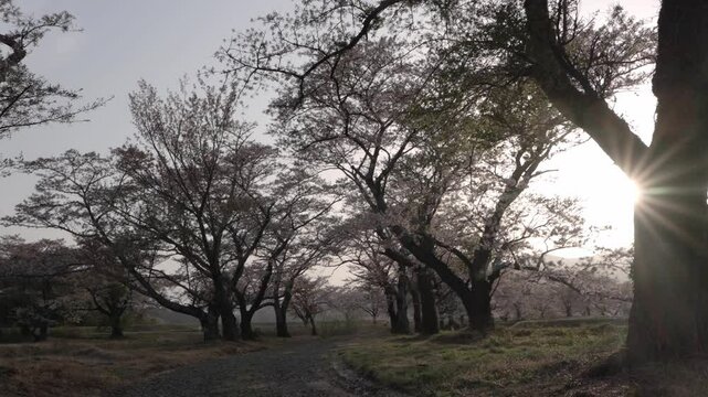 福島県　笹原川千本桜