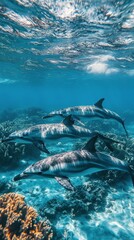 Fototapeta premium Dolphins swimming gracefully over coral reef in clear blue ocean waters during daytime