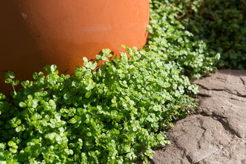 ground cover, stone texture, and terracotta pot close-up