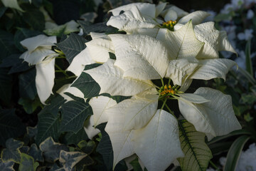 diffused light catches the shape and texture of creamy white poinsettia bracts