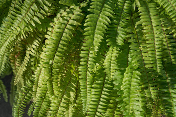 fern leaf background
