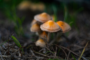 mushroom in the forest
