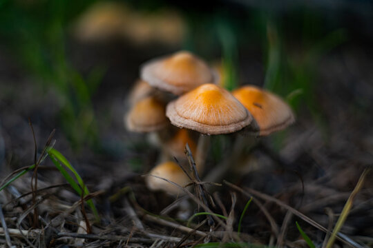 mushroom in the forest
