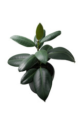 ficus with large leaves in a dark grey pot, isolated on transparent background