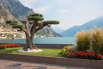 pine tree and flower bed with begonias, lakeside promenade Limone sul Garda