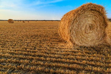 A field of dry grass with a large hay roll in the middle