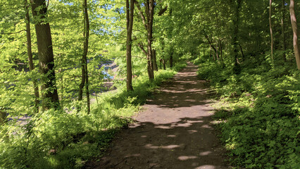 Walking through deciduous forest or park by empty tree-shaded trail among lush trees covered with fresh green foliage at sunny summer day. With no people peaceful landscape.