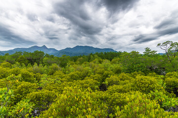 A tropical Thai Mangrove Rainorest set against breathtakingly scenic Hills in the Background