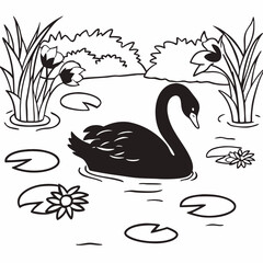 black and white swan