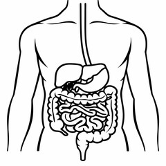 human body anatomy