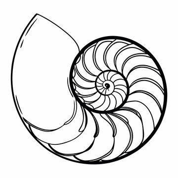 shell illustration