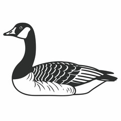 duck isolated on white background