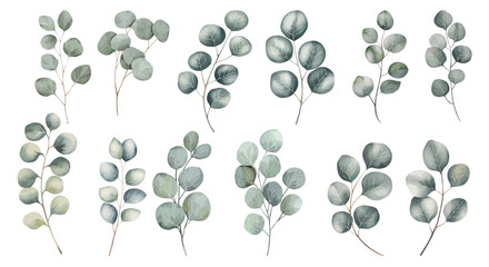 Eucalyptus watercolor leaf branche. Set watercolor herbal elements isolated on white background.