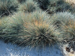 Festuca glauca blue oat grass garden decoration. Autumn colors of Blue Fescue spiky leaves. Powder...