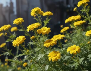 Obraz premium Sunlit tansy blossoms, fluffy yellow blooms, round petals , nature, golden