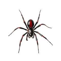 Black widow spider