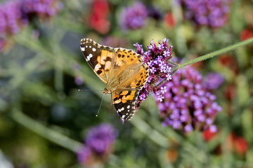 Painted Lady (Vanessa Cardui) Butterfly perched on purple flower in Zurich, Switzerland