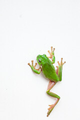 Korallenfinger-Laubfrosch auf einer weissen Wand in Australien, Ostküste NSW. 