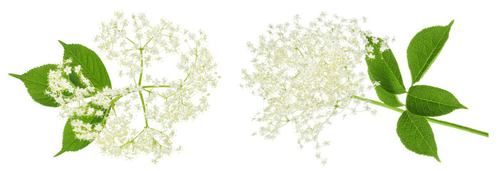 Elderberry flower or Sambucus nigra isolated on a white background.