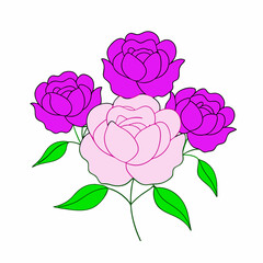 pink rose on white background