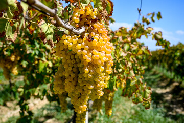 Fresh Sultani grapes bundle bunch seedless organically grown in Manisa ( Akhisar, Alasehir, Kula,...