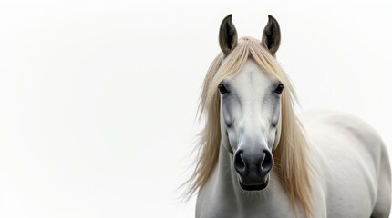 Obraz premium Majestic Horse Portrait on White Background