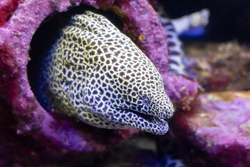 Spotted Moray Eel with open mouth in a coral reef in the aquarium close up