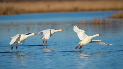 Three White Geese Flying Over a Blue Lake