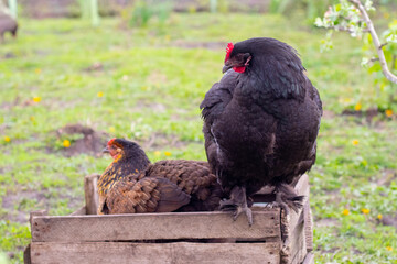 Chickens in the garden near a wooden box on a background of green grass