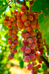 Red grapes hanging on vine in grape farm  in Manisa ( Akhisar, Alasehir, Kula, Salihli and Alasehir )  on Vineyard on shed very good sweet taste nutritional healthy . Red globe grapes read for wine.