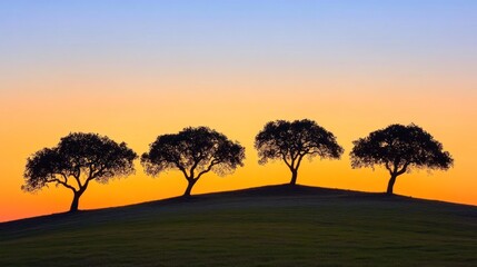 Fototapeta premium Four silhouetted trees on a hill at sunset.