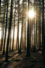 The warm sun is shining brightly through the trees in the forest
