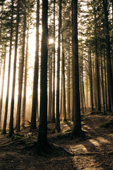 The warm sun is shining brightly through the trees in the forest