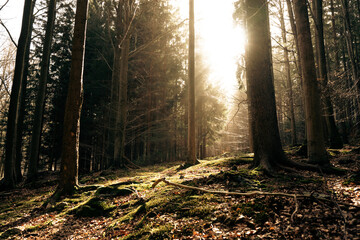 The warm sun is shining brightly through the trees in the forest
